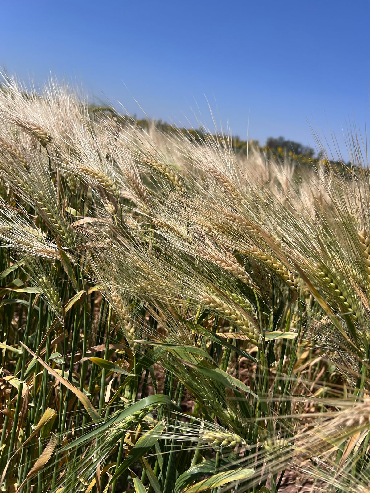 Gobierno de Sonora trabajará con productores para definir estrategias de cultivos 